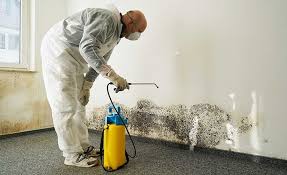 Best Black Mold Removal  in Spirit Lake, IA